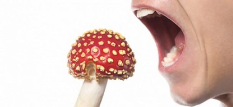 Опасность отравления грибами