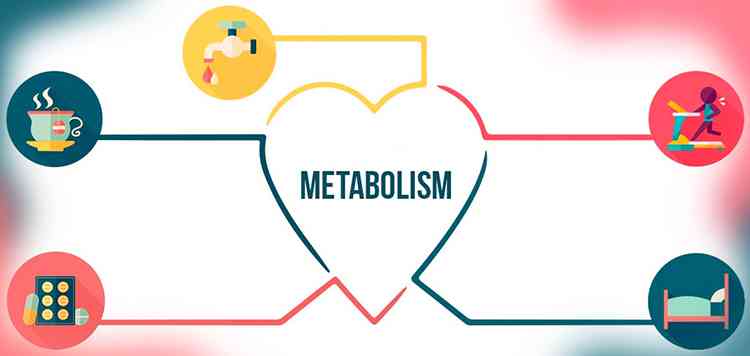 Алыча поможет метаболизму