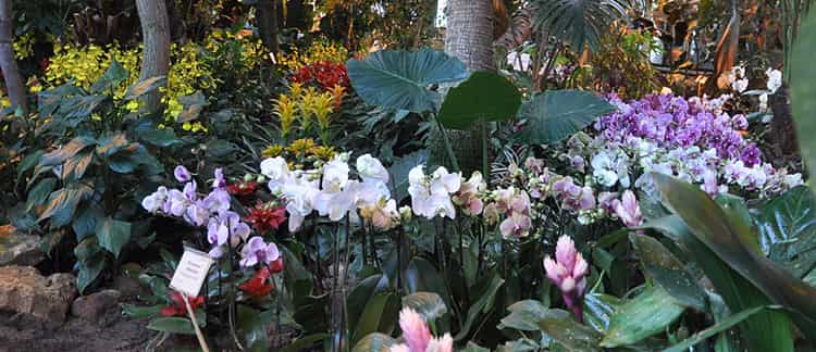 Выращивание орхидей в собственном саду