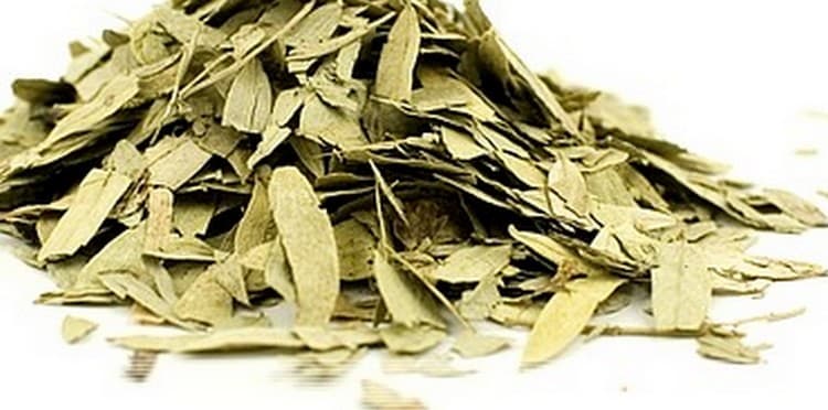 Теперь вы знаете все о лечебных свойствах листа сенны и противопоказаниях к его использованию.