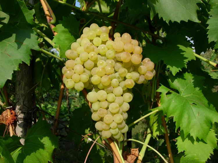 красный виноград полезные свойства и противопоказания