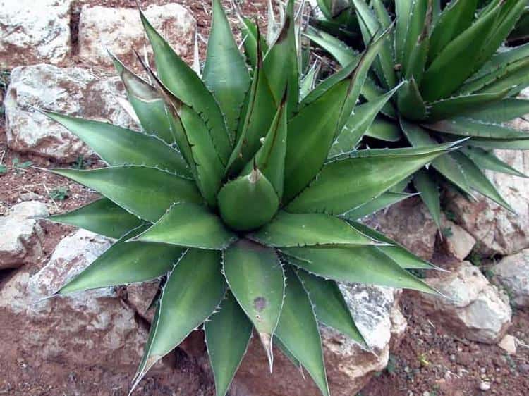 лечебными свойствами обладает и комнатное растение агава.