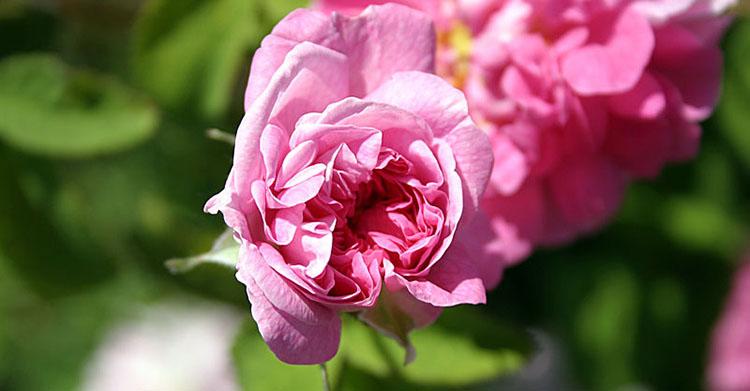 Роза крымская свойства и характеристика растения