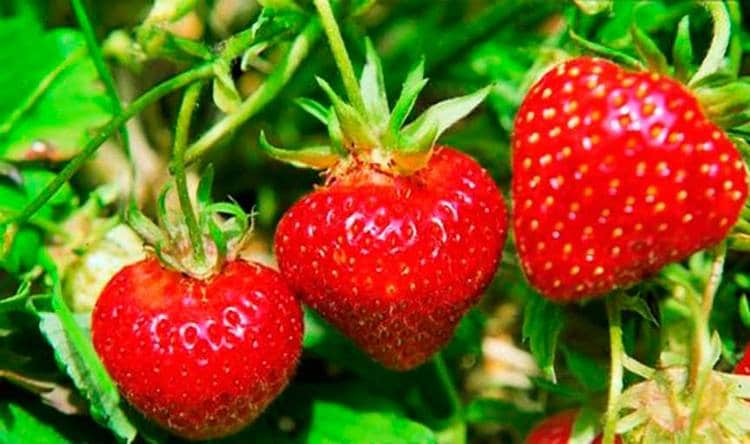 Польза клубники для организма человека несомненна, но кушать ягоду надо тоже умеренно.