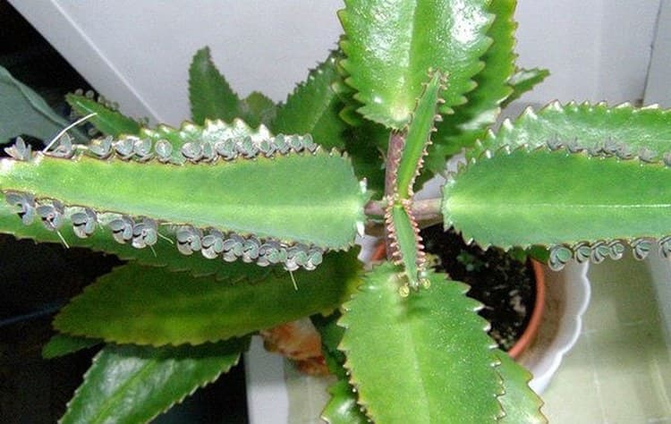 Для лечения подошвенной бородавки в домашних условиях можно использовать листья каланхоэ.