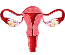 Изменения в репродуктивных органах женщины