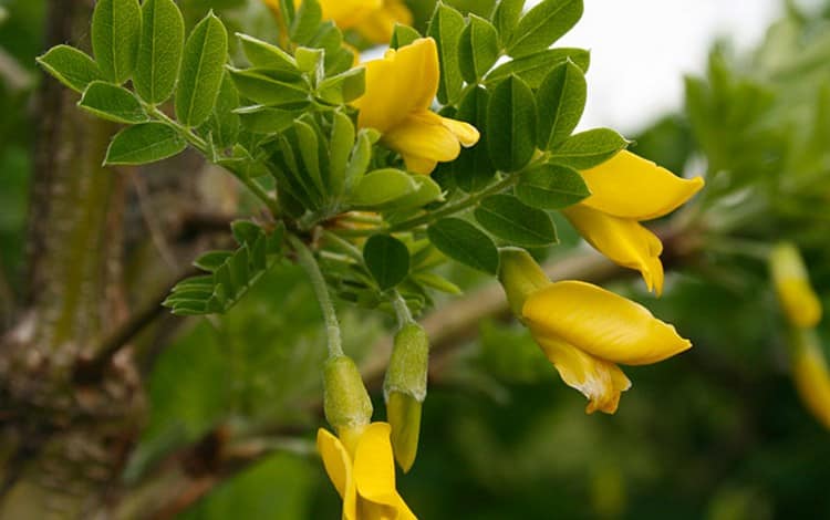 Карагана очень напоминает по виду акацию, только цветочки у нее желтого цвета.