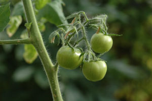 Как лечить варикозное расширение вен зелеными помидорами