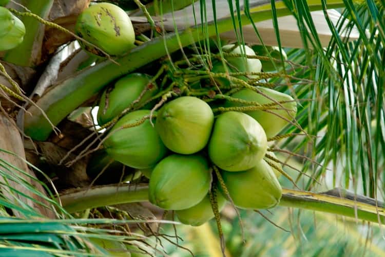 Вот так кокос выглядит, когда еще находится на пальме.