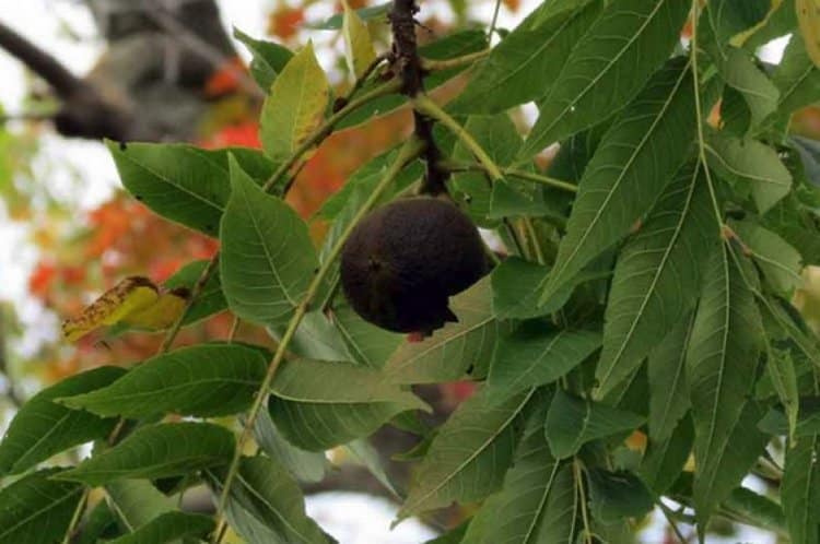 Листья черного ореха тоже нашли широкое применение в народной медицине.