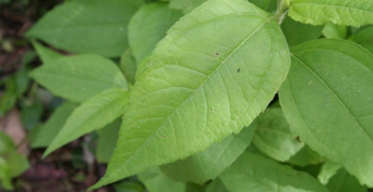 Для лечения гонартроза коленного сустава используют также отвар листьев топинамбура.