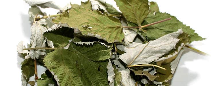 Высушенные листья малины входят в состав лекарств