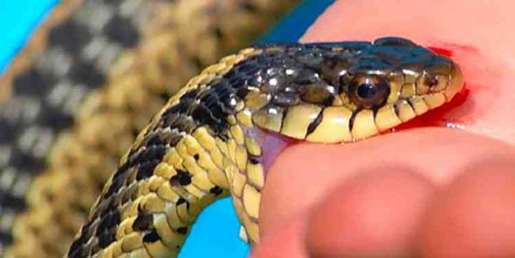 Астильба поможет при укусах ядовитых змей