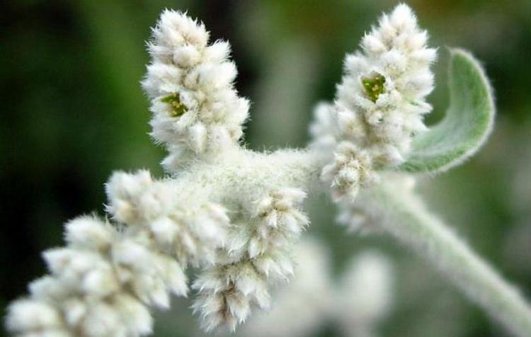 Узнайте все о лечебных свойствах травы эрва шерстистая, а также противопоказаниях к ее применению.