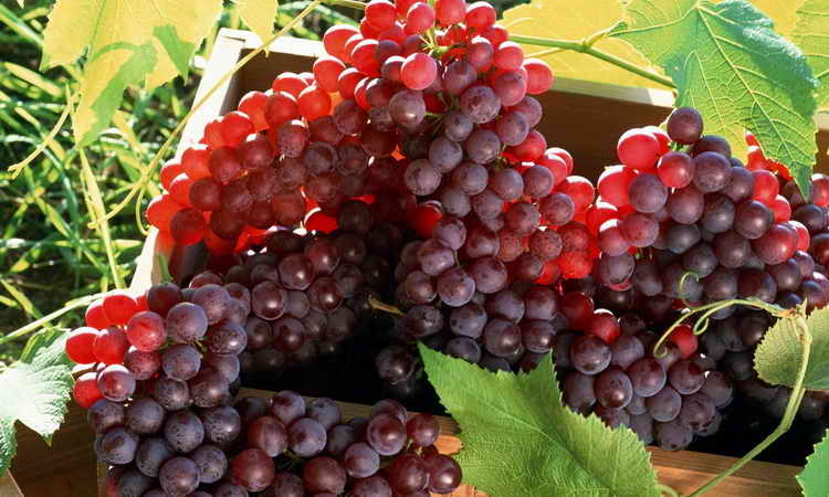 виноград польза и вред для организма
