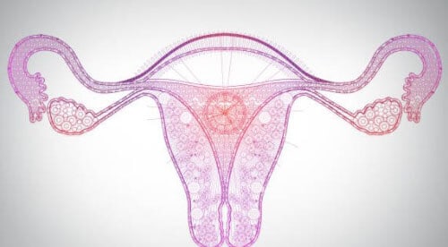 Система репродукции у женщины