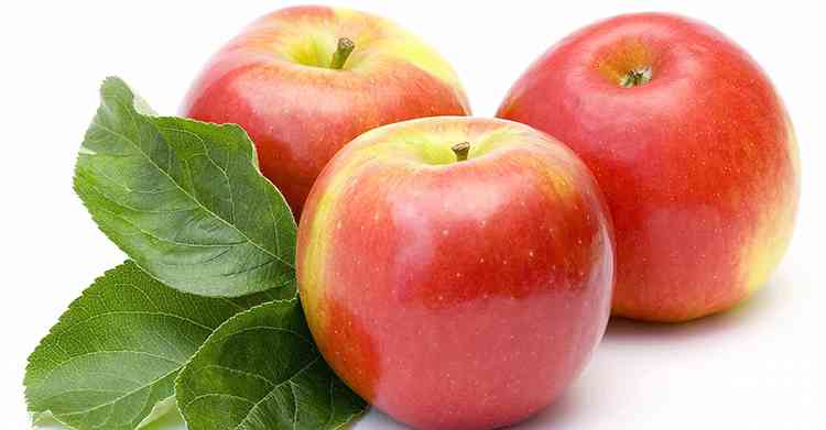 Яблоки полезные свойства растения