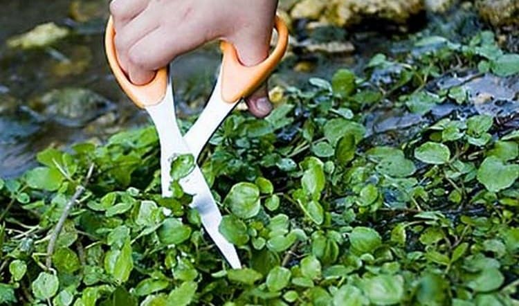 Если не знаете, какие травы пить при панкреатите поджелудочной железы, обратите внимание на водяной кресс.
