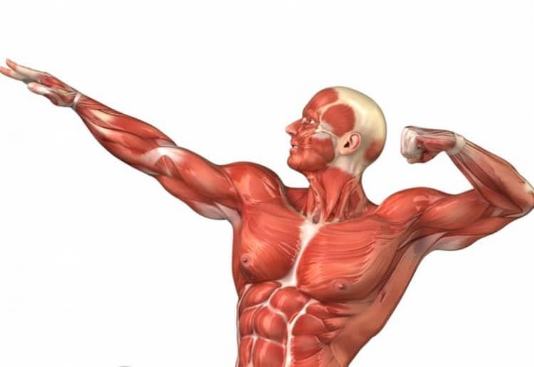 молочная кислота в мышцах как вывести