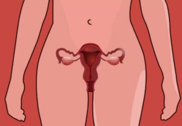 У каждой женщины свои особенности функционирования половых органов