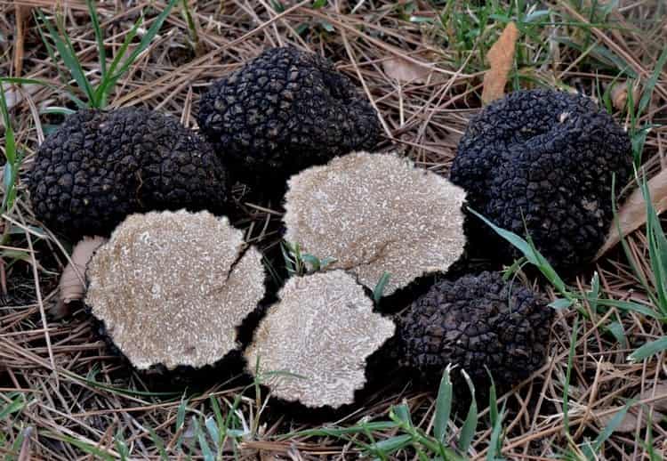 Черный летний гриб можно найти даже в Крыму.