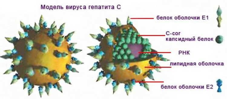 Белки гепатита с. Вирус гепатита под микроскопом. Вирус гепатита в. Модель вируса гепатита с. Гепатит с строение.